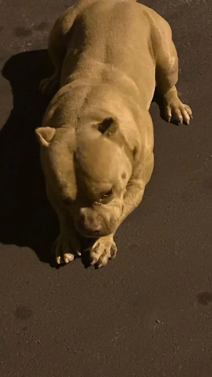 American Bully Micro - Foto 4