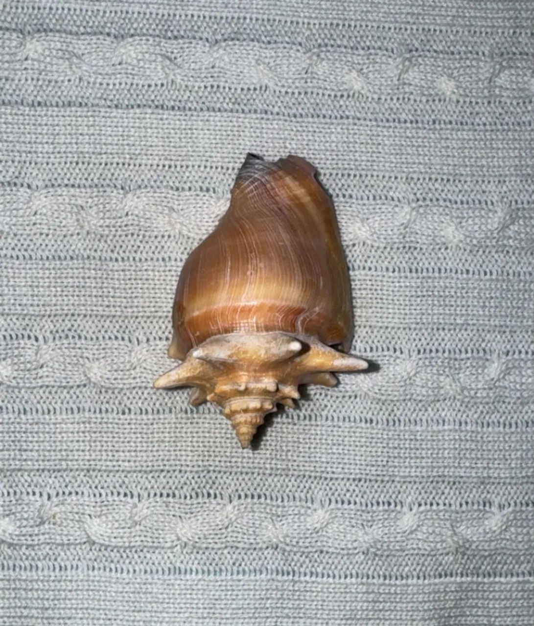 15 conchas Do Mar-Conchas caracol - Foto 2