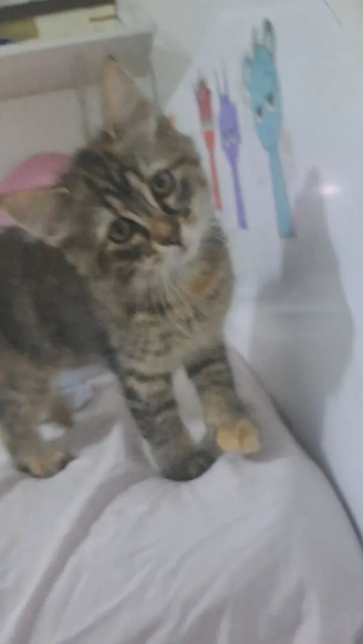 Gatinha para adoção  - Foto 3