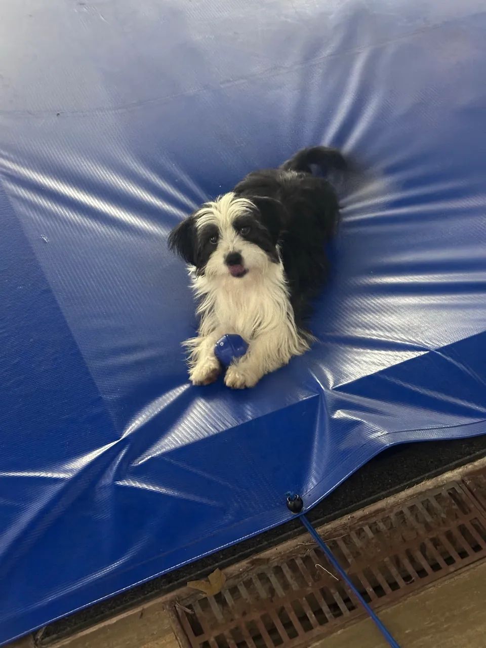 PROCURA-SE CACHORRA - Foto 2