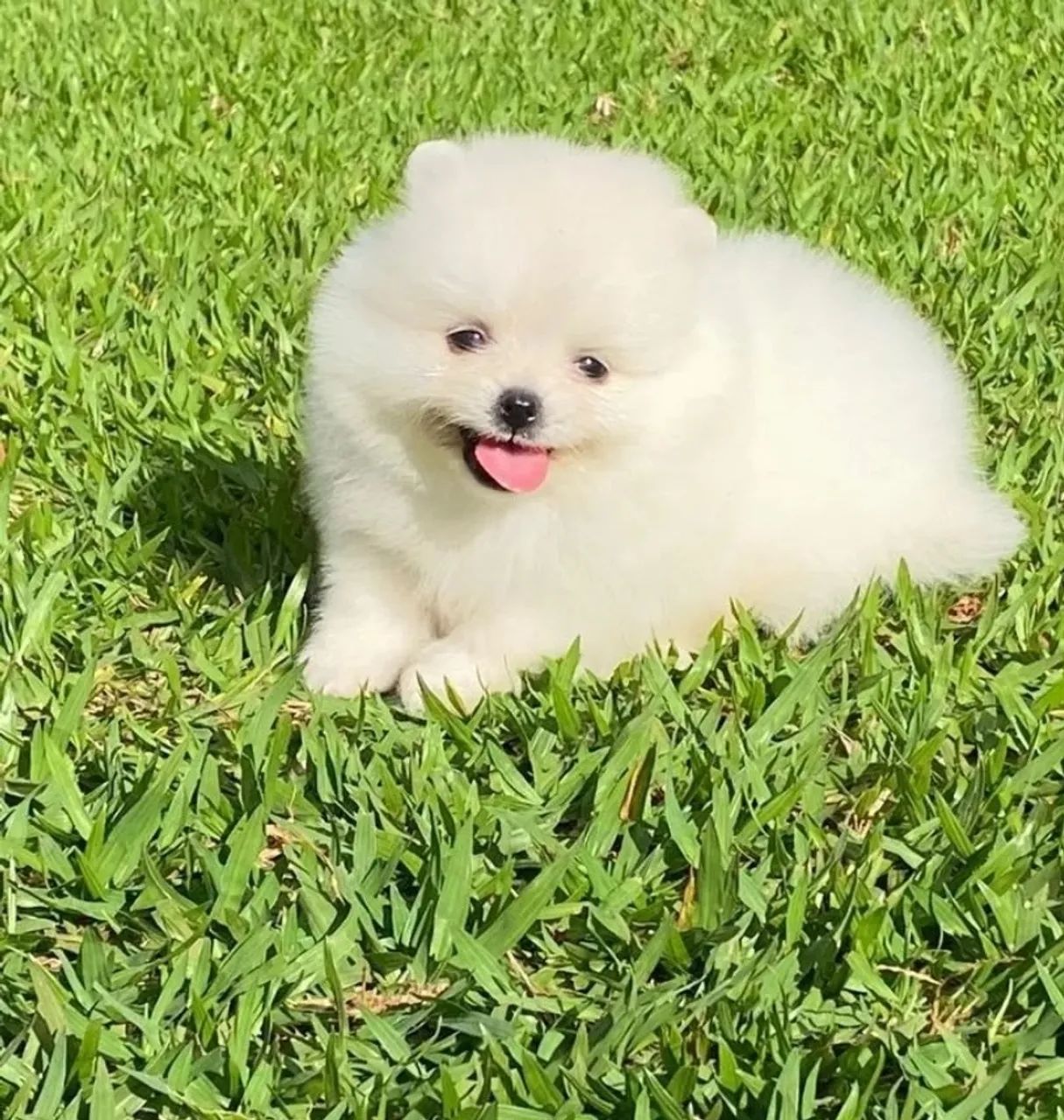 Lulu da pomerania branco neve ? parcelamos até 18  - Foto 2