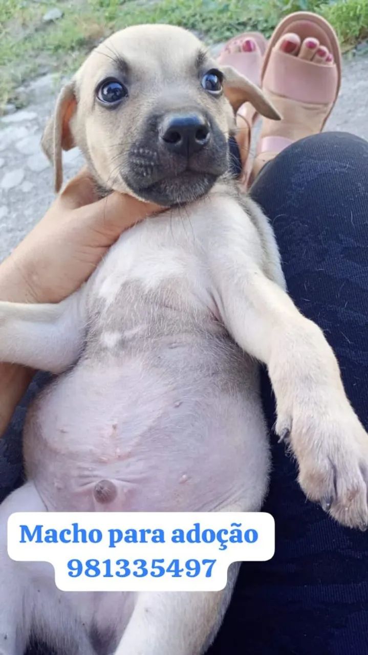 Filhotes para adoção responsável  - Foto 2