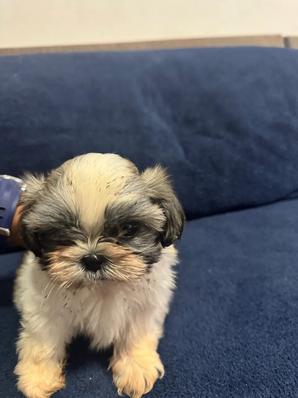 Shitzu 