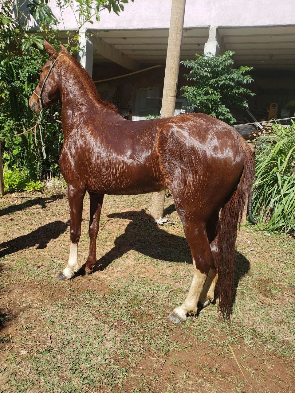 Cavalo* Égua manga larga mineira marchadeira - Foto 2