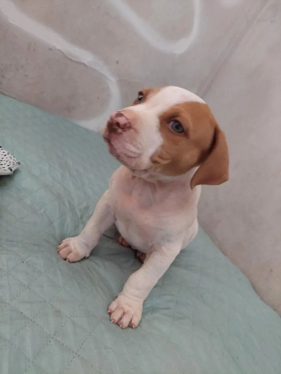 Pit Bull - Foto 4