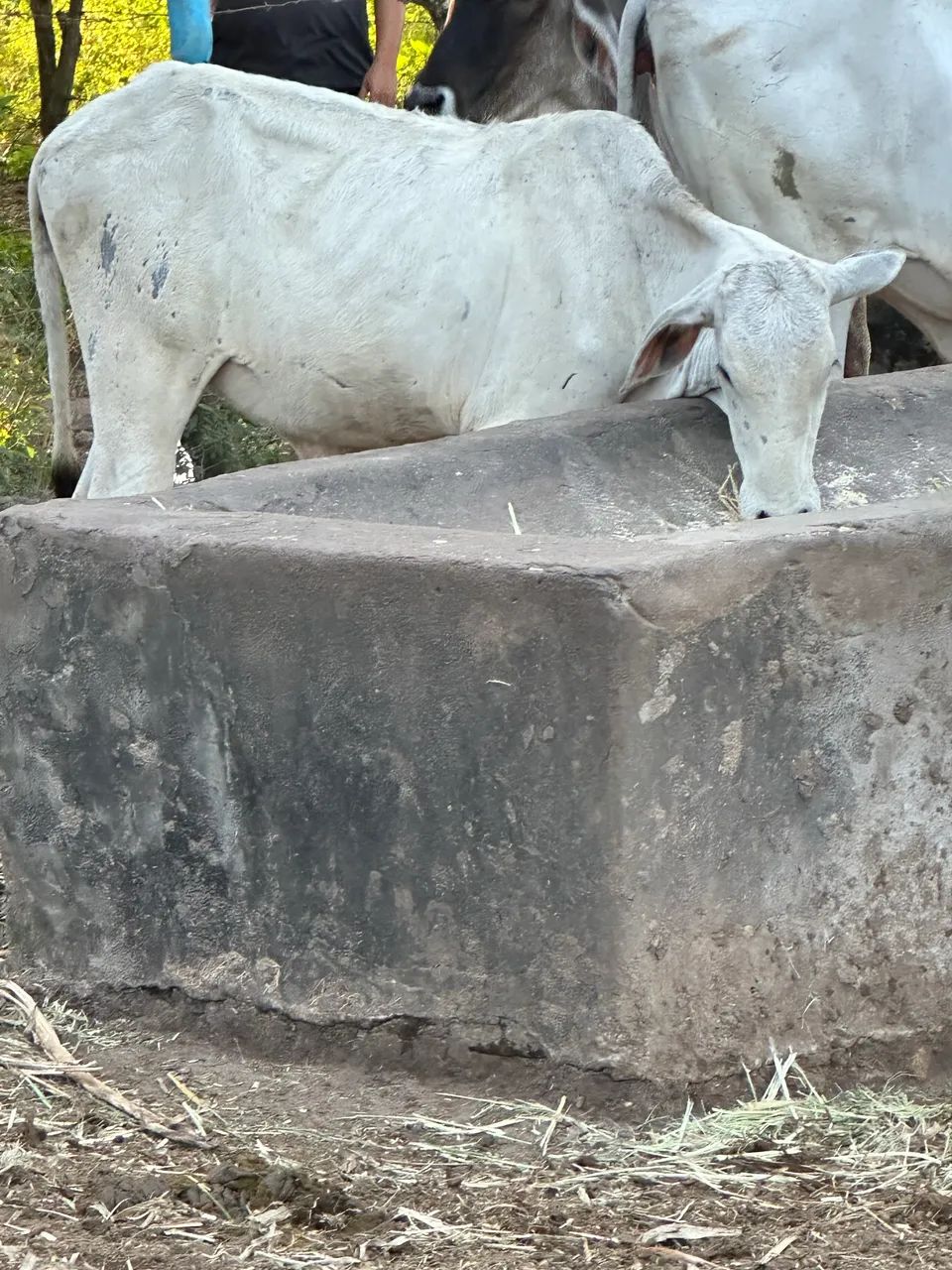 Bezerras Nelore  - Foto 2