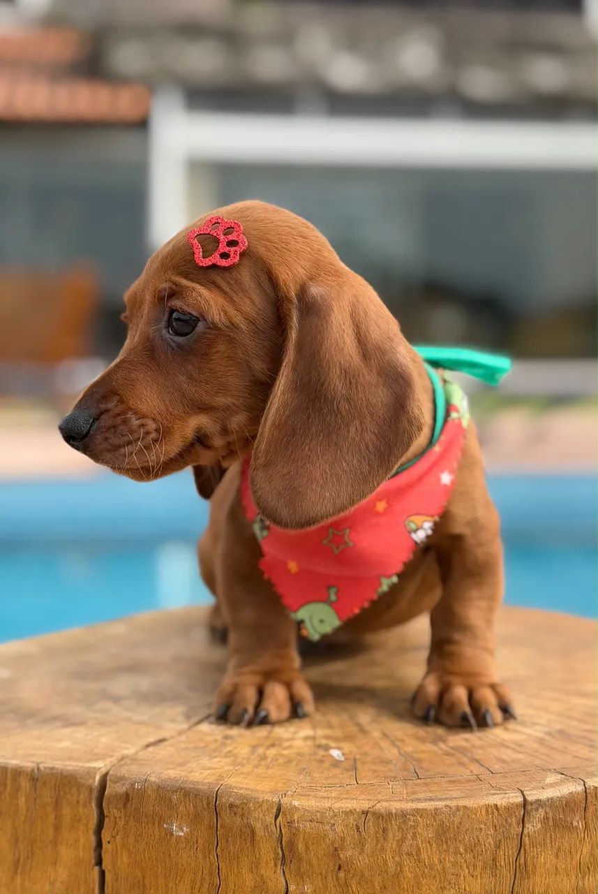 Dachshund  - Foto 2