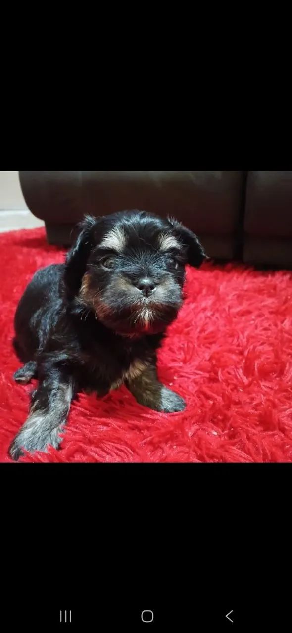 Ilhasa apso  - Foto 3