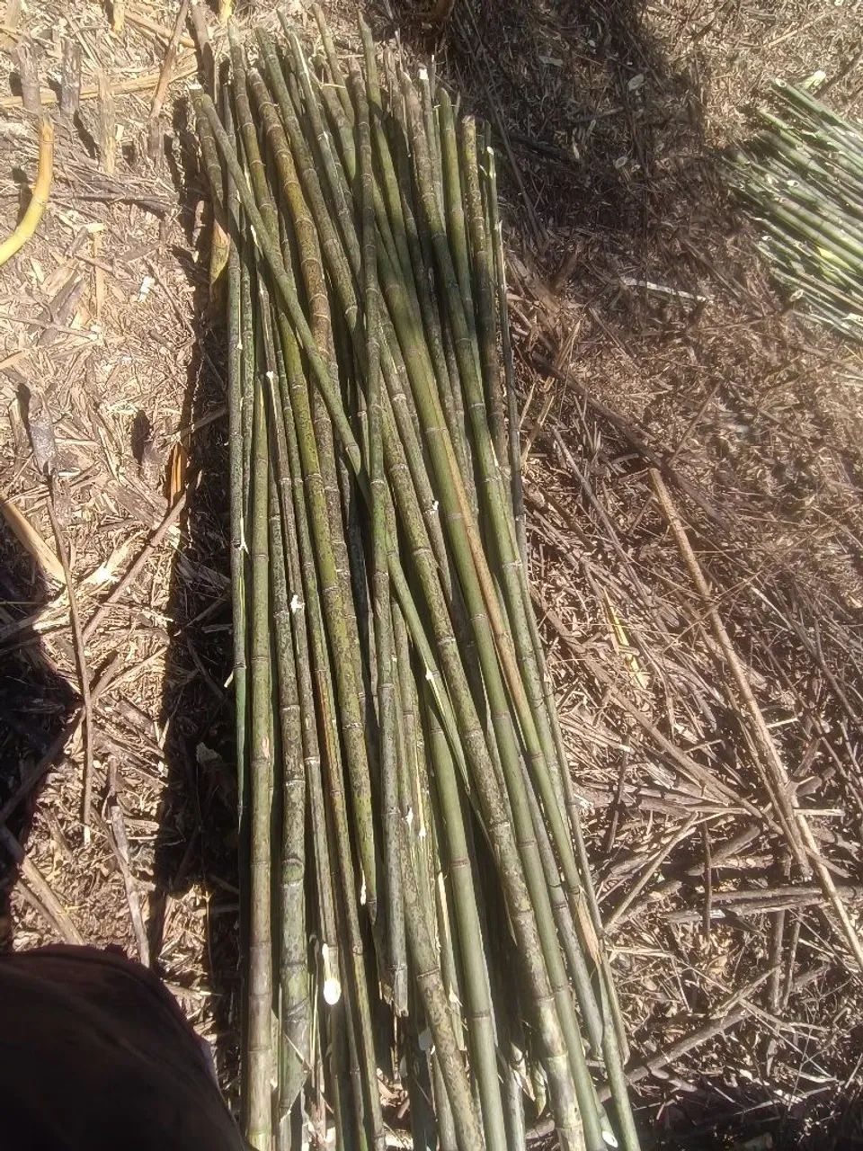 VARAS DE BAMBUM PARA TOMATE,VAGEM,PEPINO - Foto 3