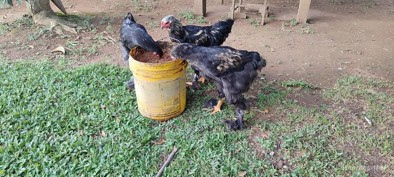 FRANGOS DA RAÇA BHRAMA  - Foto 4