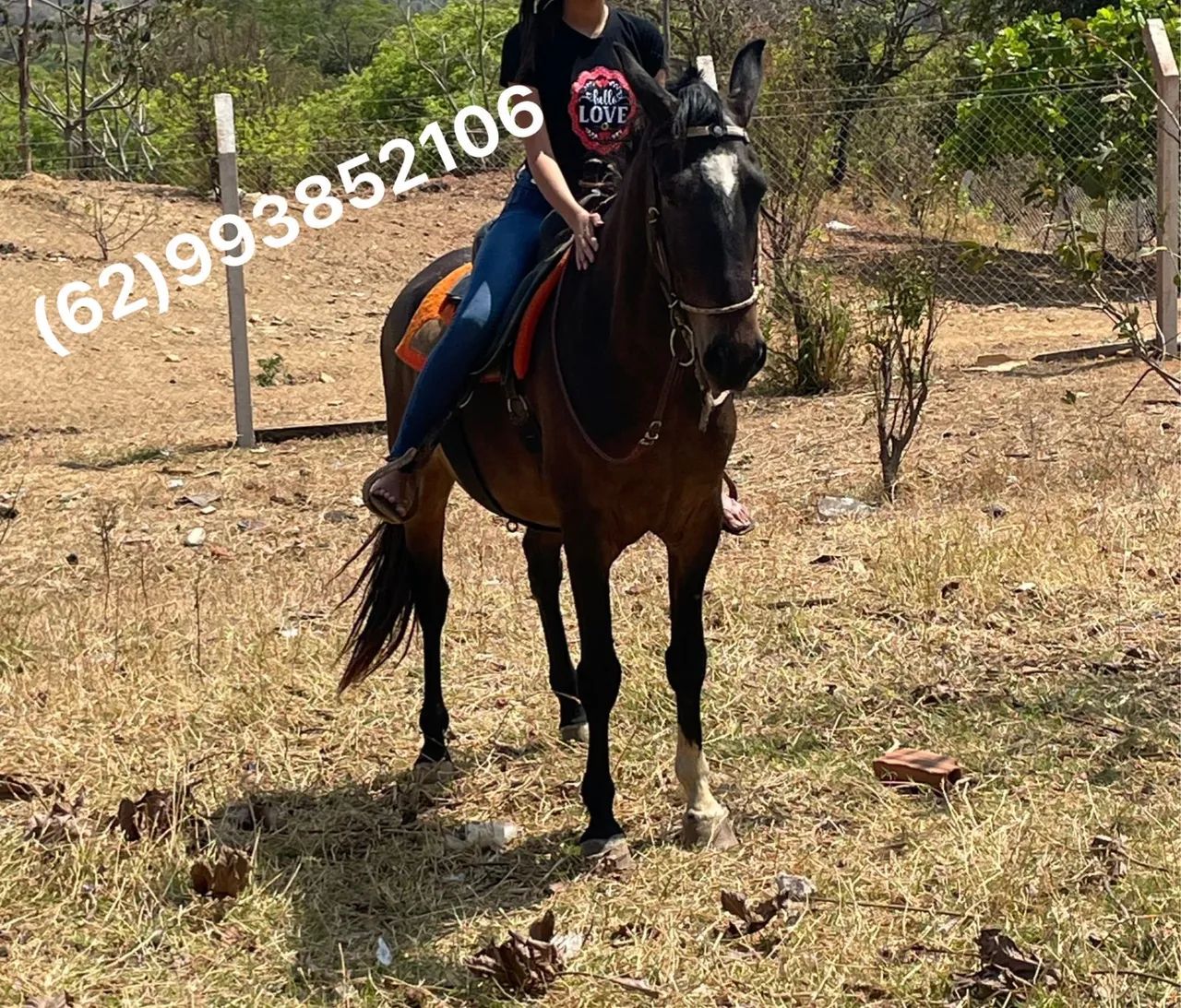 Cavalo marchador 