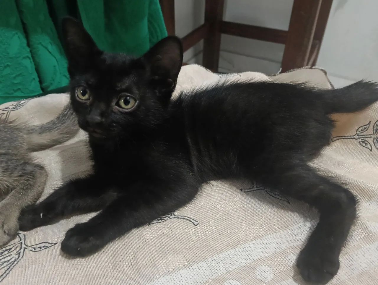 Doação de Gato  - Foto 2