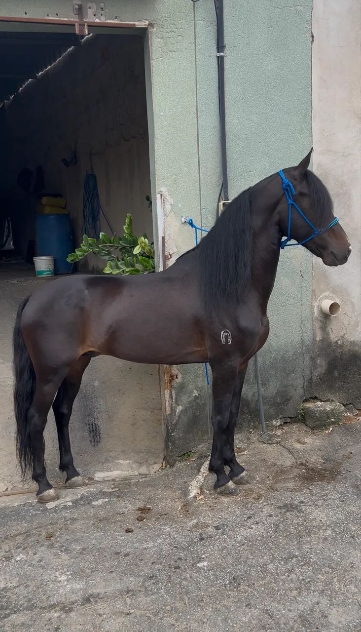 Cavalo manga larga - Foto 2