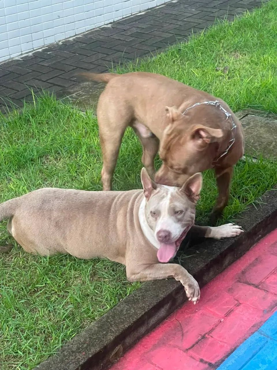 Vendo filhotes de Pit bull - Foto 5