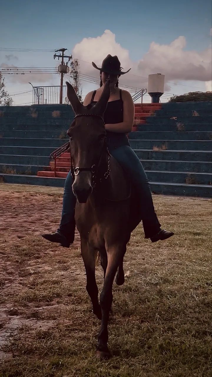 burro manso e bem domado a venda - Foto 4