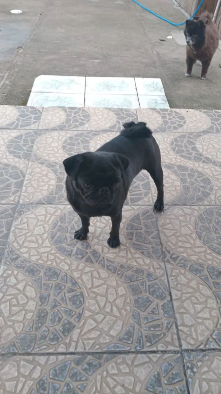 Vendo ou troco pug por shiatsu  - Foto 2