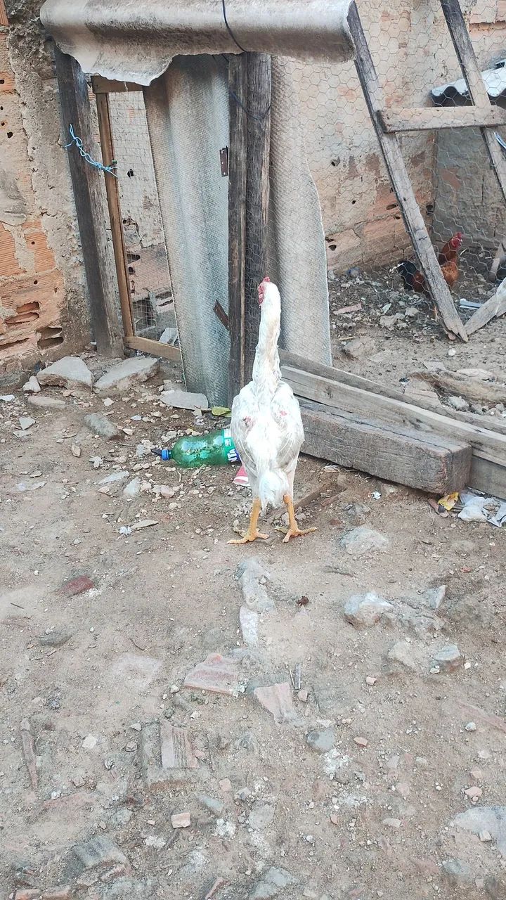 Frango shamo 