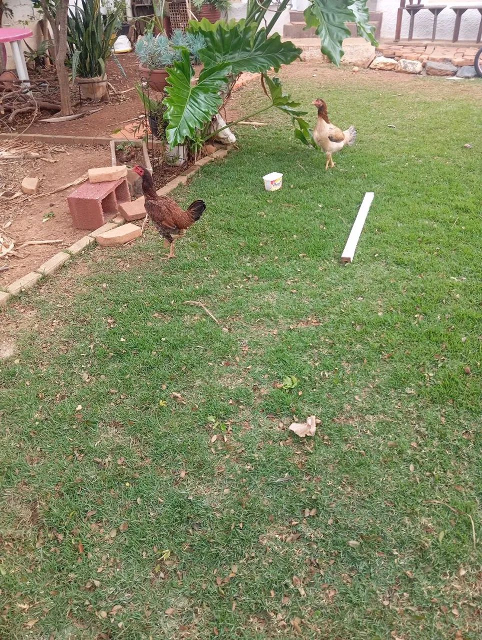 Galinhas poedeira/caipira - Foto 2
