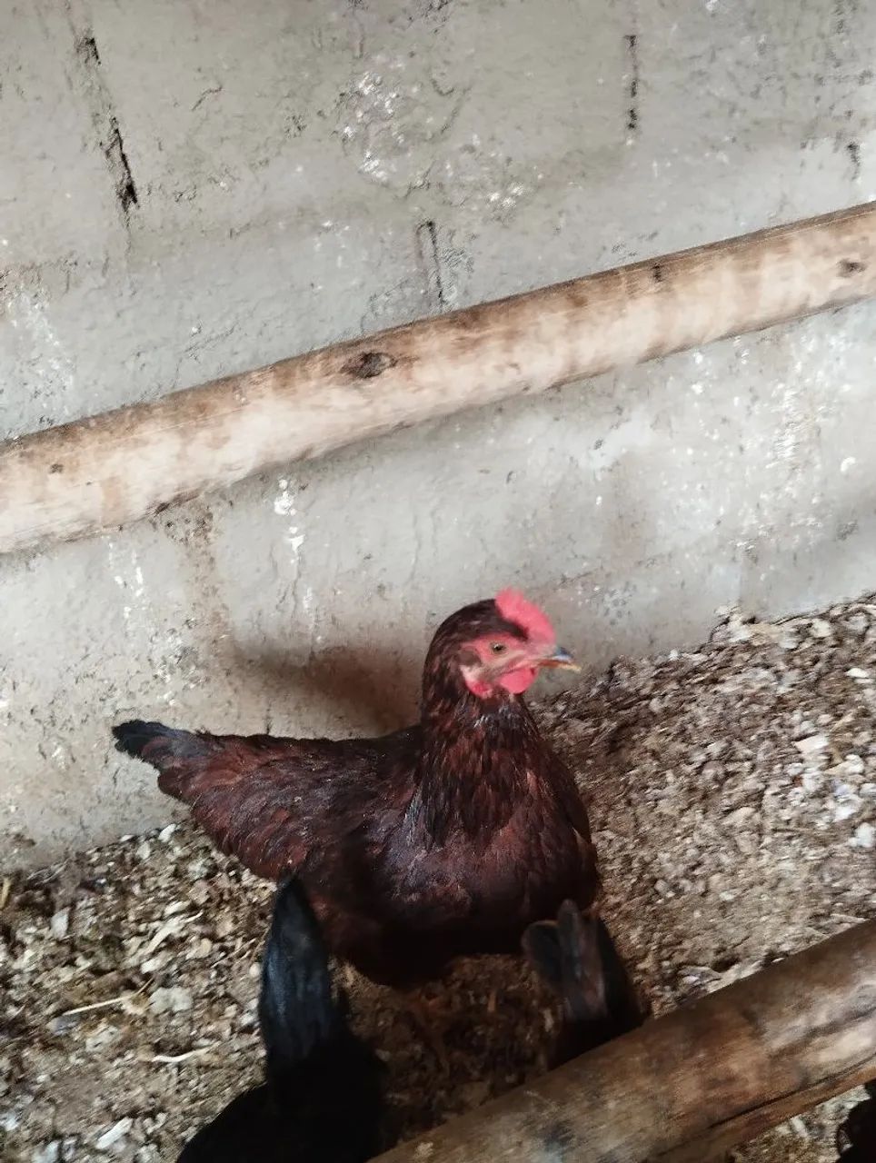 Galinhas Ialand Red padrão americano  - Foto 2