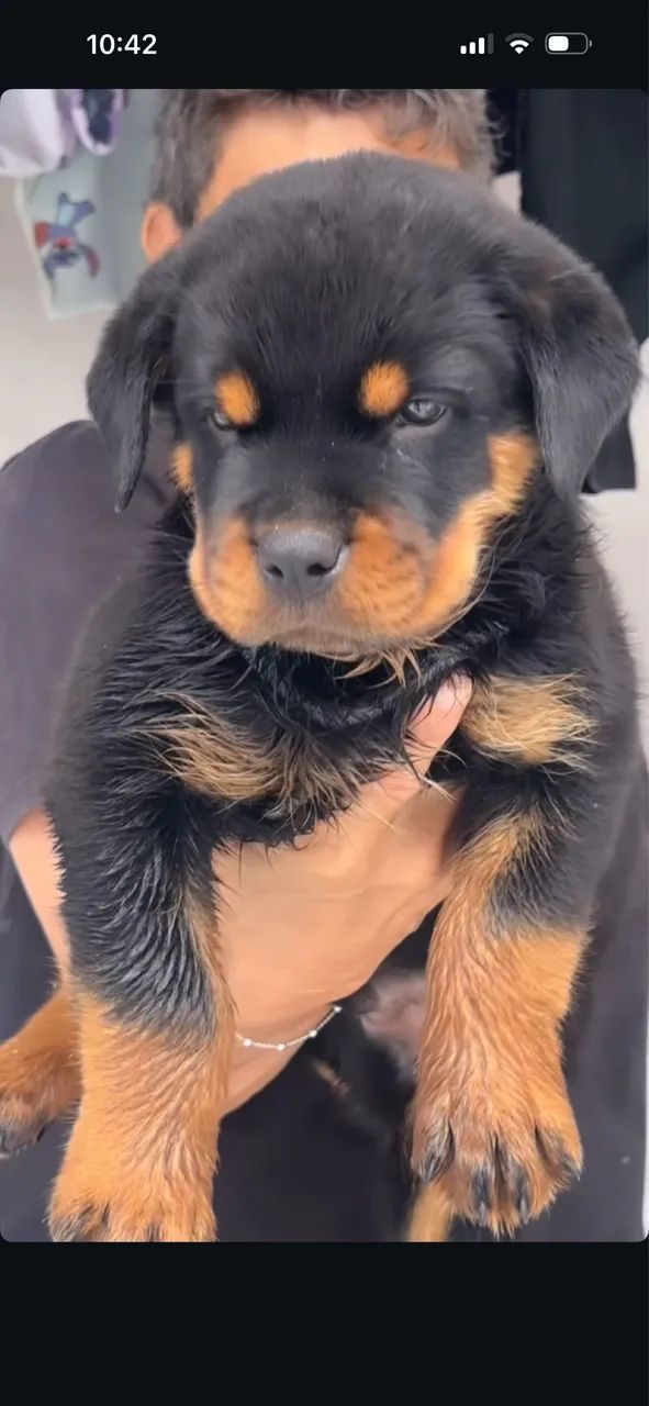 Rottweiler cabeça de Touro com pedigree  - Foto 3