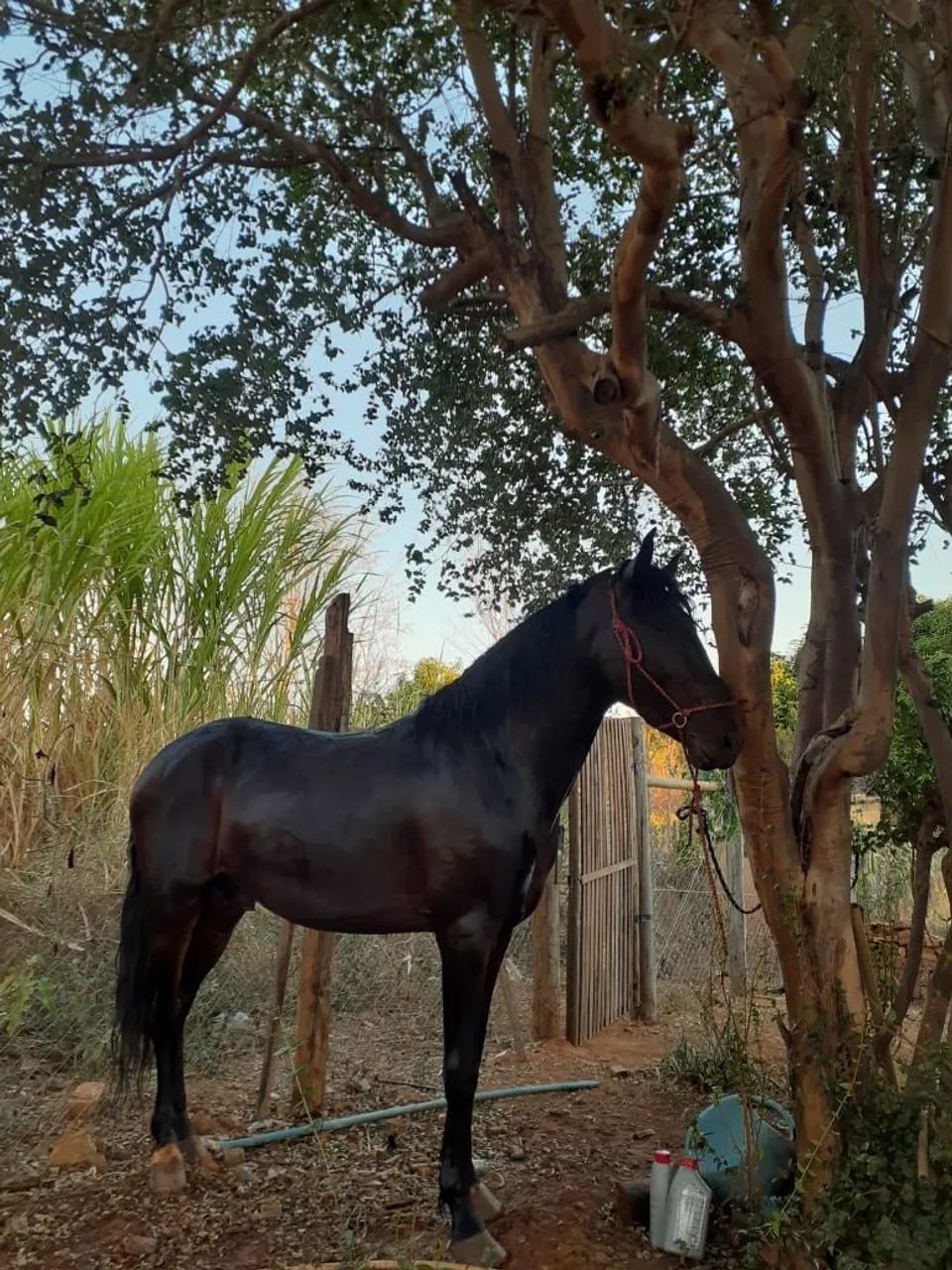 Garanhão manga larga macha picada  - Foto 5