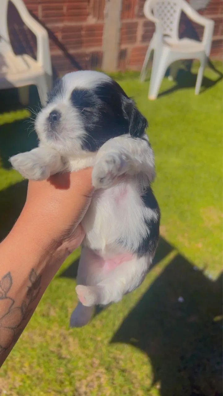 Shih tzu  - Foto 2