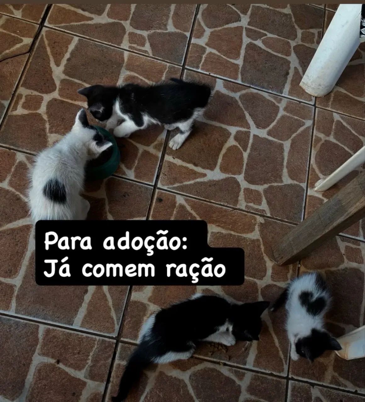 Lindos gatinhos para adoção  - Foto 5
