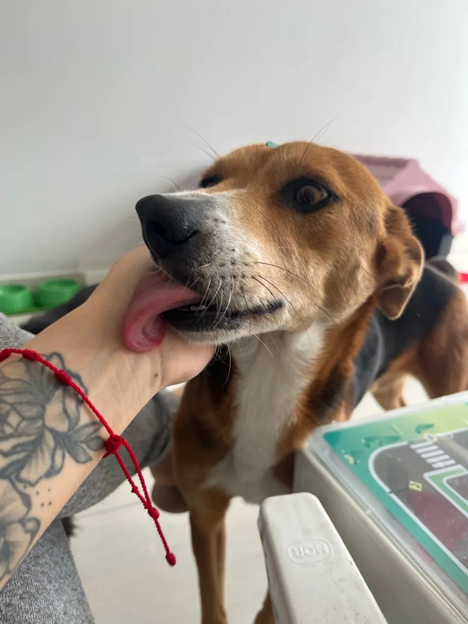 DOA-SE dois cachorros dóceis e tranquilos  - Foto 3