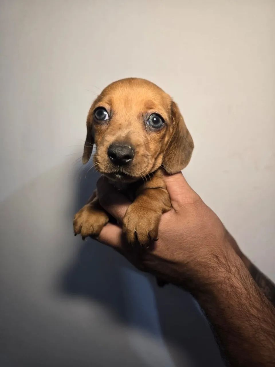 Dachshund Teckel - Pelagem Linda - Foto 2