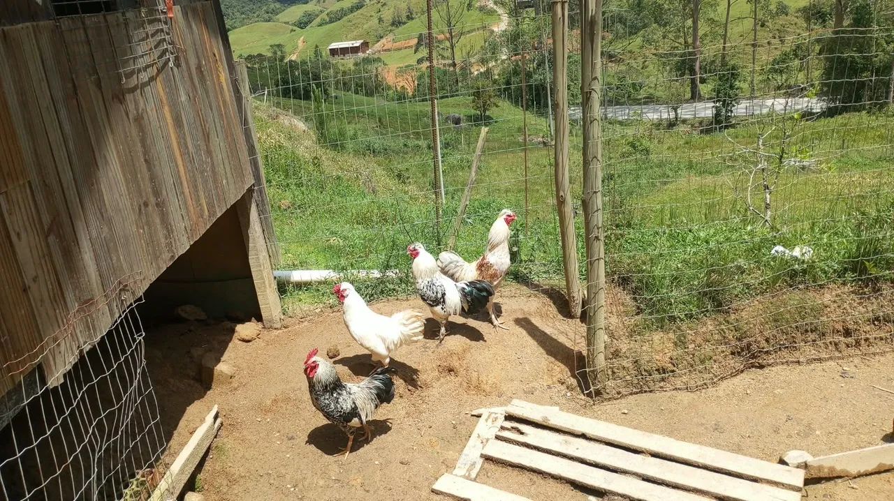 Galinhas e galos