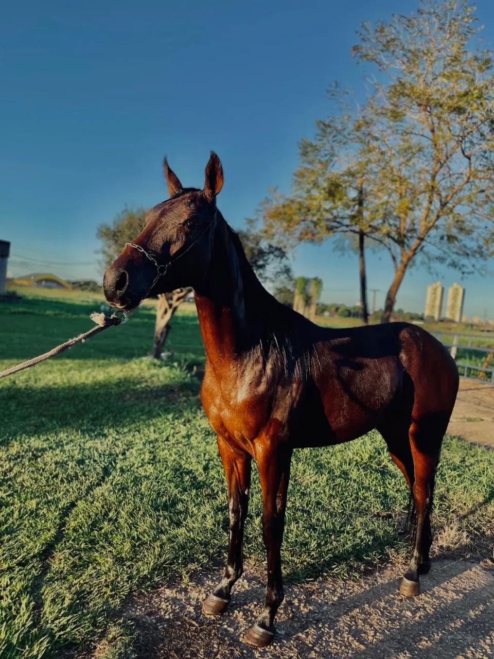 Cavalo Qm Registrado 