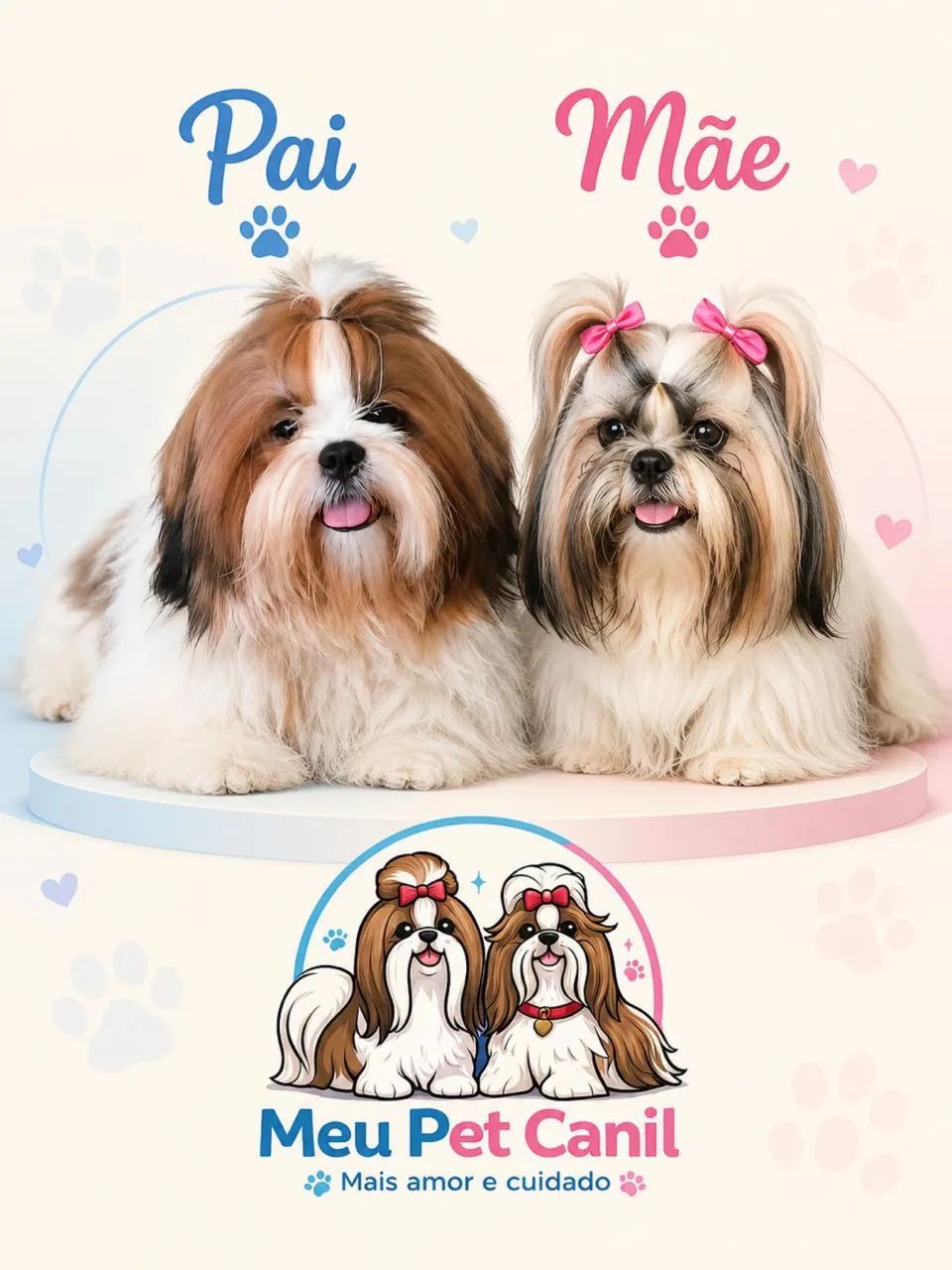 Shih Tzu Disponível 
