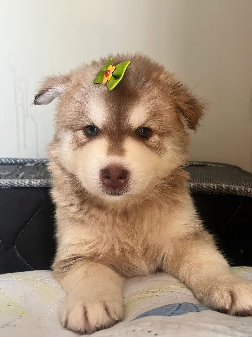 Vendo filhotes de Husky - Foto 3
