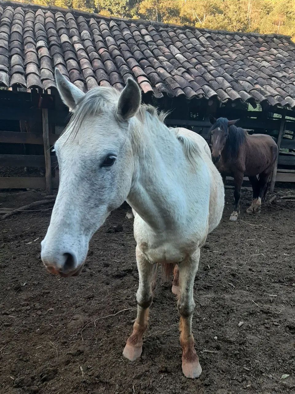 Cavalos 