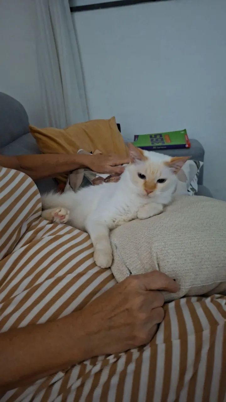 ADOTE LÍRIO  - Foto 5