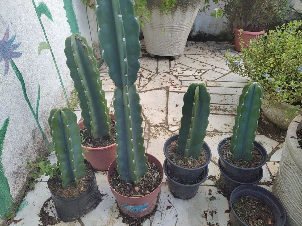 Mandacaru 