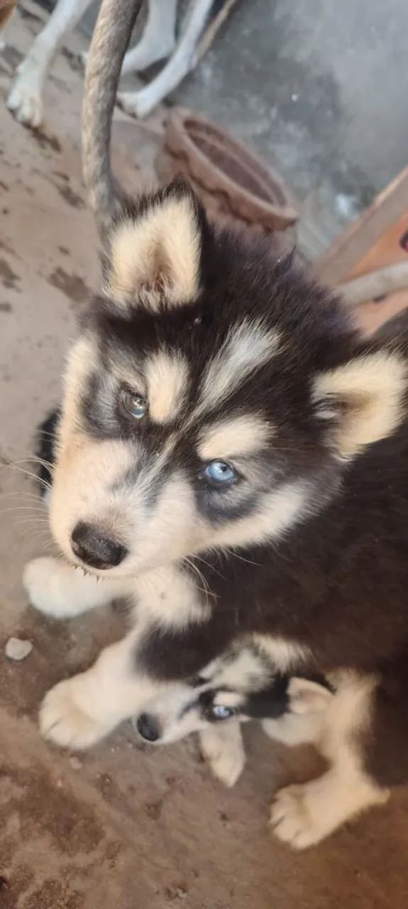 Husky puro 