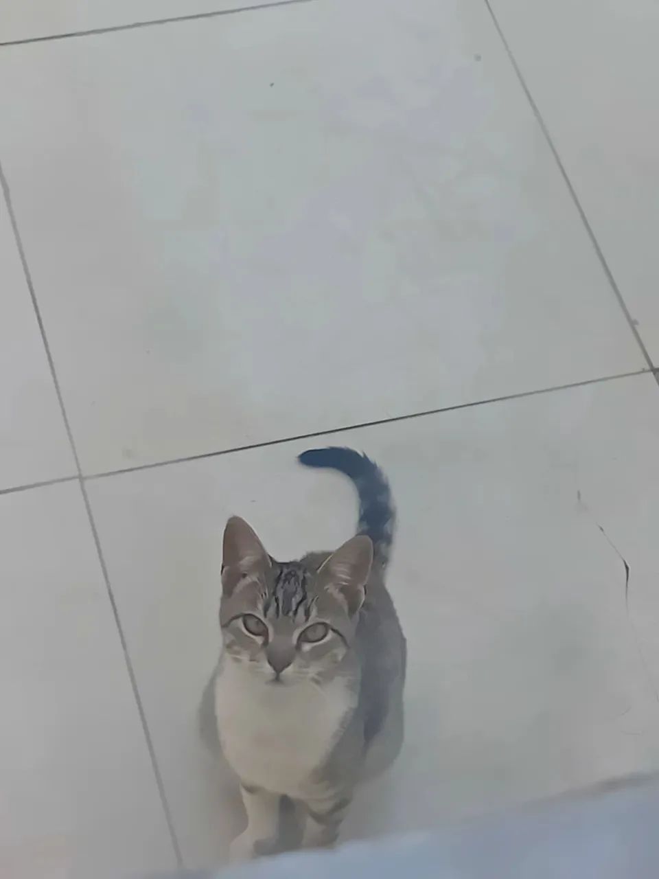 Doação de uma linda gatinha - Foto 3