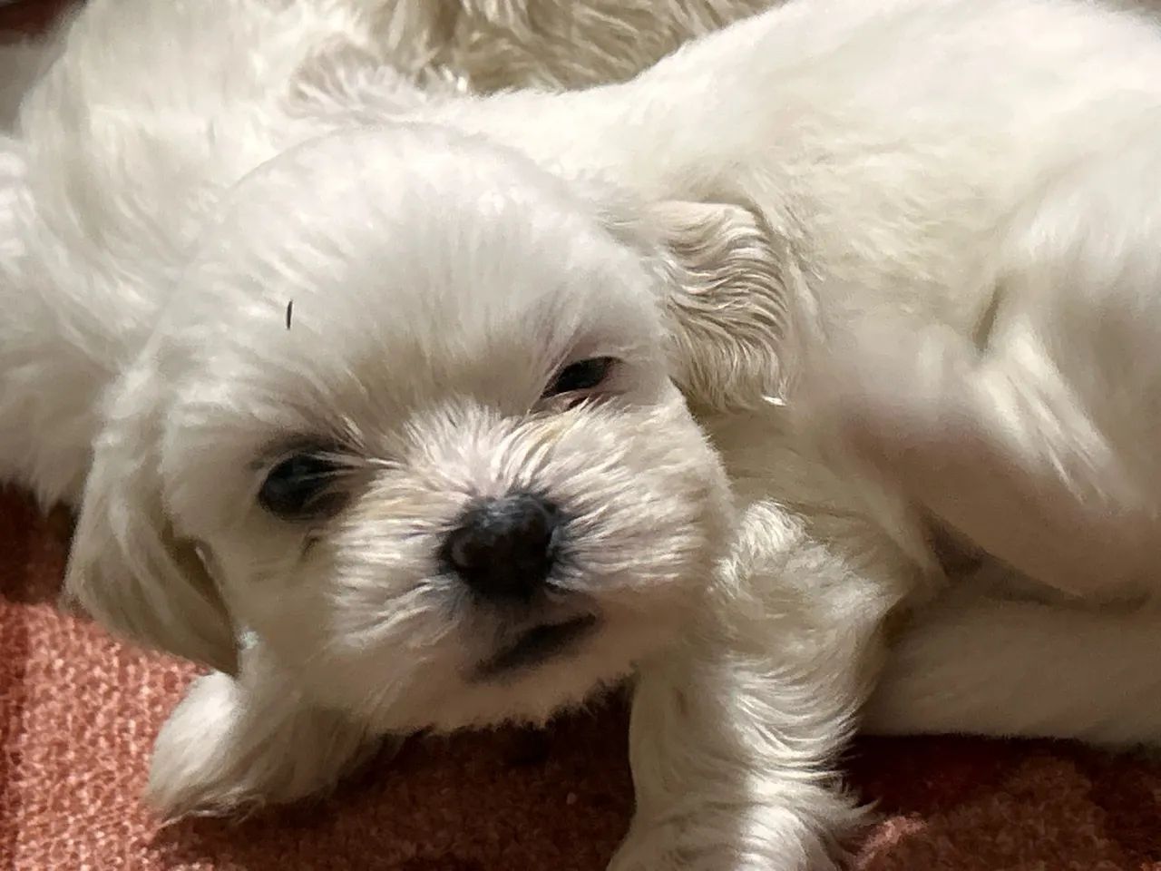 Filhotes shih tzu - Foto 2