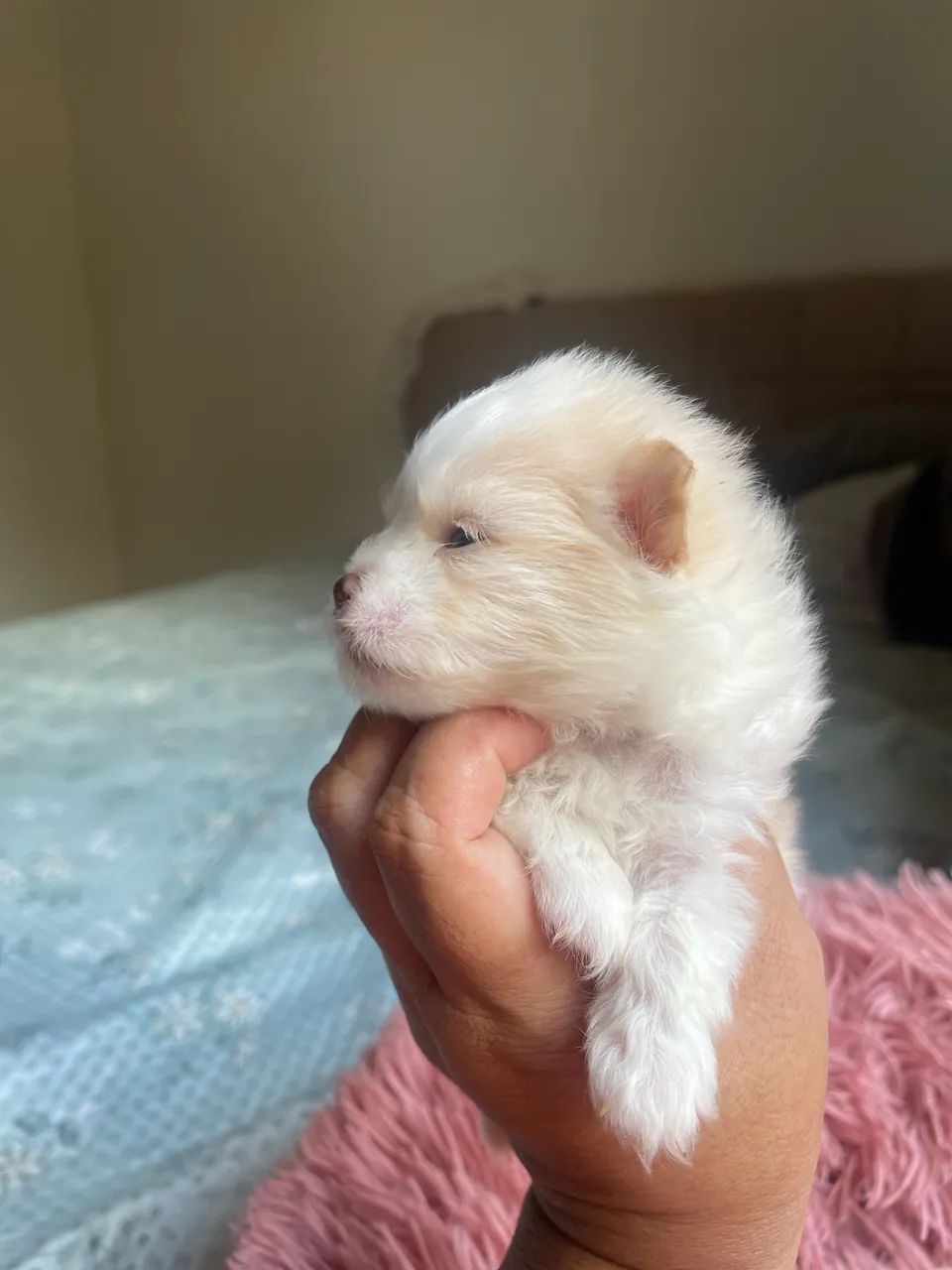 Macho creme com branco spitz alemão  - Foto 2