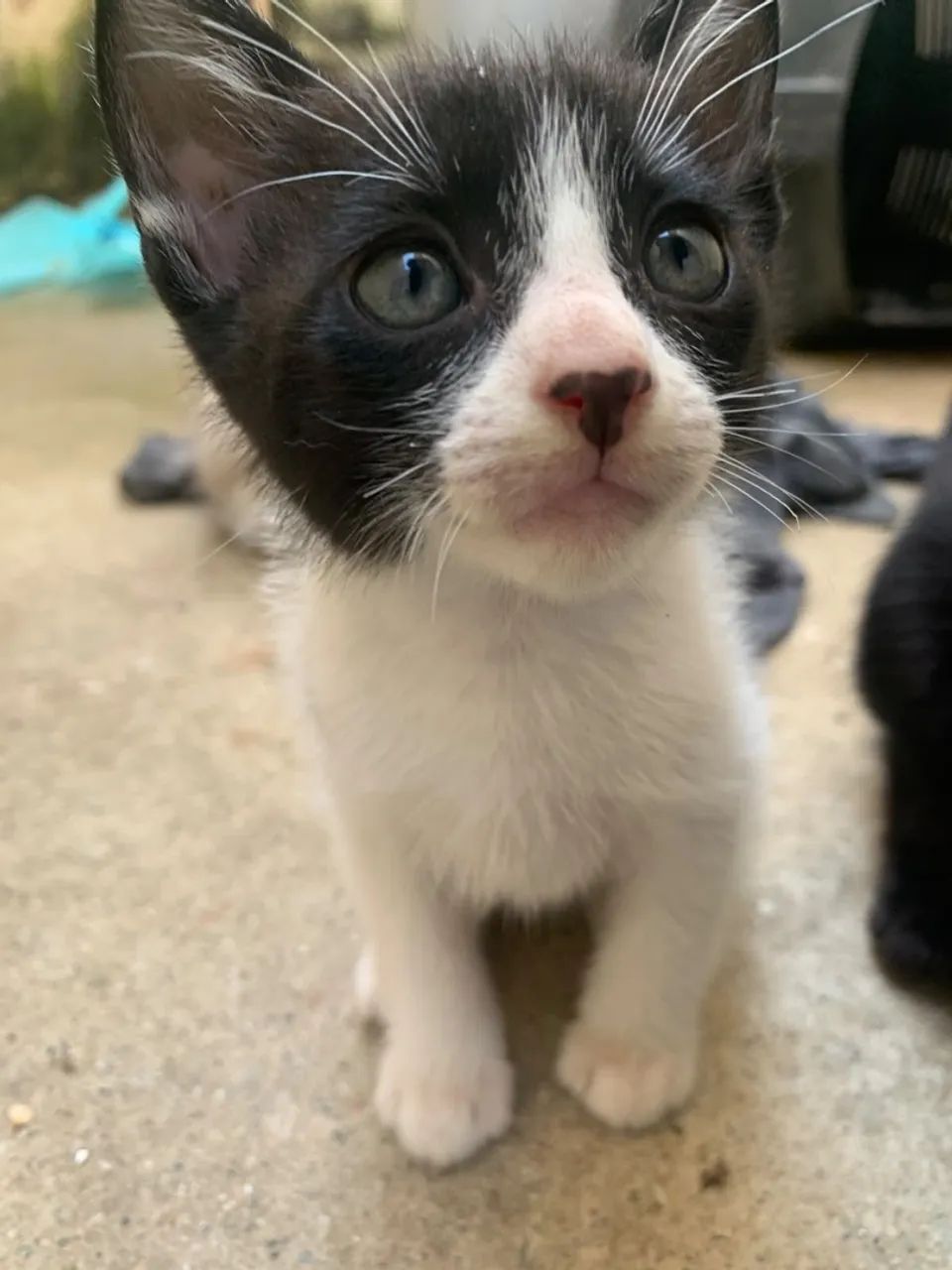 Doa - se gatos - Foto 2