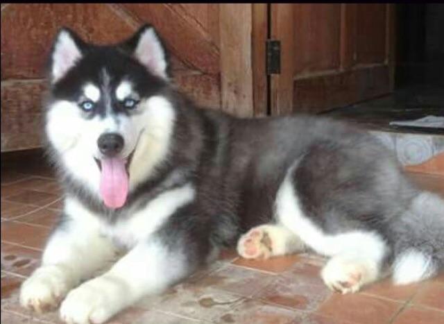 Husky siberiano wolly - Foto 4