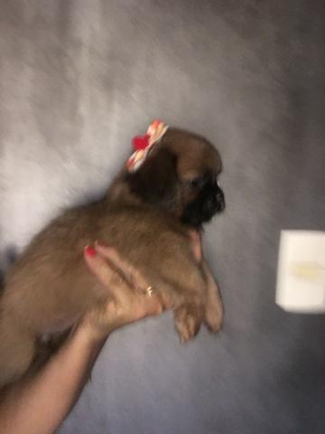 Lhasa apso - Foto 4