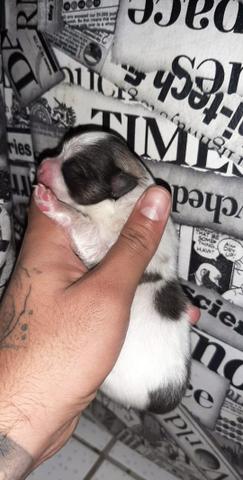 Spitz alemão (Lulu da pomerania ) - Foto 2