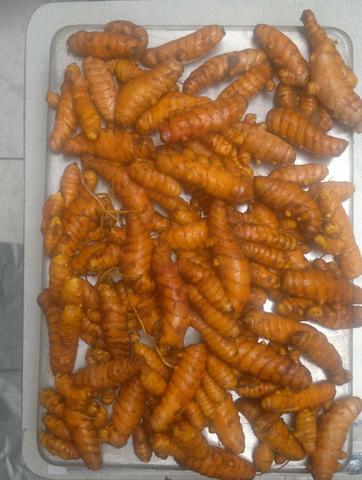 Cúrcuma ( açafrão da terra ) - Foto 3