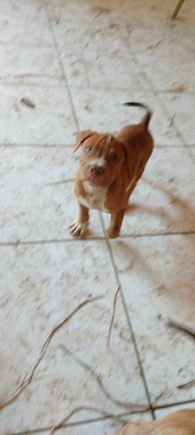 Filhotes de Pitbull machos e fêmeas