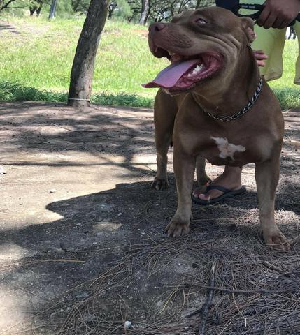 Filhotes de Pit Bull - Foto 3