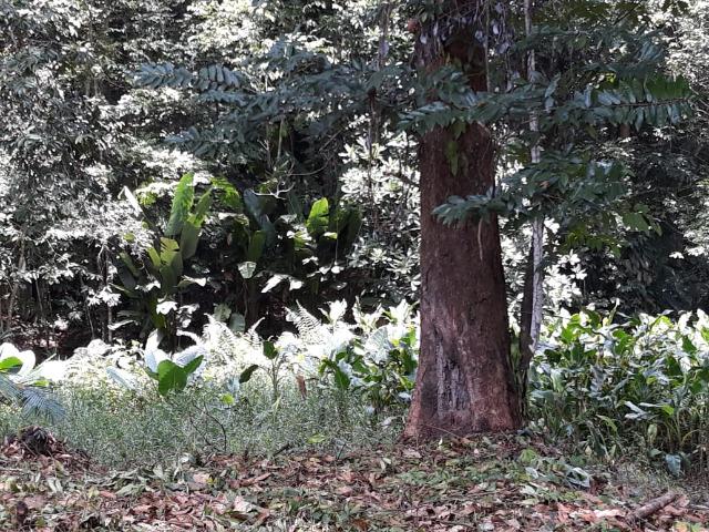 Barbada!!! Vendemos Lotes em Uma Belíssima Chacara em Benevides, Pará - Foto 16