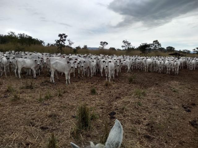 Excelente Fazenda de 1.955,79 Hectares em Formosa-GO - Foto 11