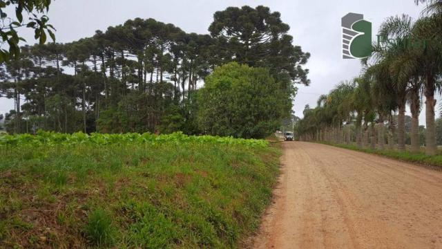 Terreno na colônia murici em são josé dos pinhais. - Foto 5